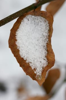 A wilted autumn leaf, covered with snow.