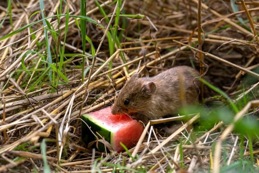 Small brown field mouse sits in the dry grass and eats a piece of watermelon