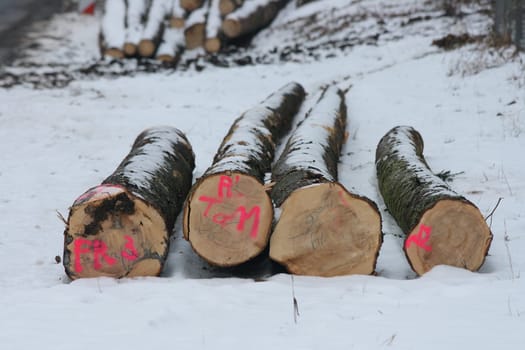 Ready to transport the logs stored in the winter forest