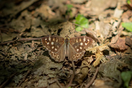 Small brown butterfly sits an dry autumnal foliage