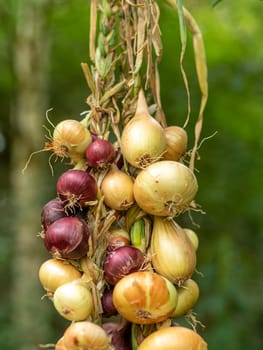 Different types of onions tied into a braid against a blurred green background