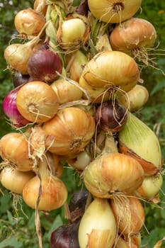 Different types of onions tied into a braid against a blurred green background