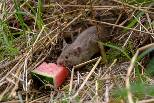Small brown field mouse sits in the dry grass and eats a piece of watermelon