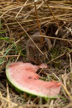 Small brown field mouse sits in the dry grass and eats a piece of watermelon