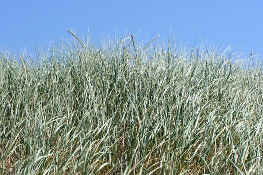 A dune, covered with beach grass