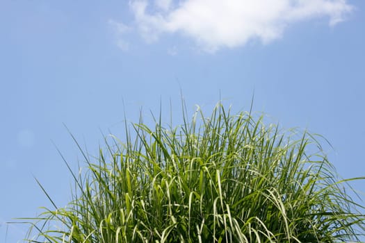 a green plant with blue sky in the background.
