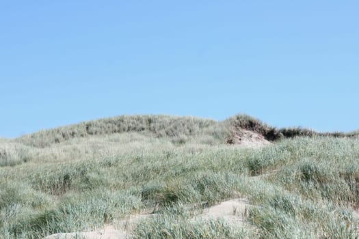 some dunes on the North Sea in the Netherlands.