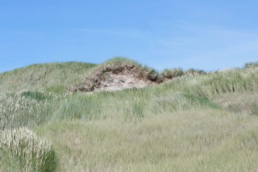 Dunes on the North Sea in the Netherlands