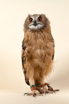 Bengal eagle owl,also Indian eagle owl or Indian eagle owl (Bubo bengalensis),juvenile,captive,8 weeks,studio recording