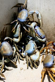 porto seguro, bahia / brazil - september 27, 2011: breeding of guaiamum crab in the city of Porto Seguro, southern Bahia.