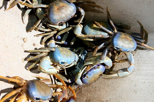 porto seguro, bahia / brazil - september 27, 2011: breeding of guaiamum crab in the city of Porto Seguro, southern Bahia.
