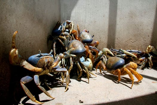 porto seguro, bahia / brazil - september 27, 2011: breeding of guaiamum crab in the city of Porto Seguro, southern Bahia.