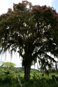 itabuna, bahia / brazil - november 22, 2011: tree and its flowers are seen in the city of Itabuna, southern Bahia...