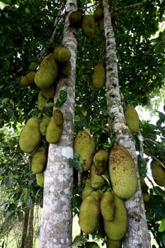 itabuna, bahia / brazil - december 20, 2011: jaqueira and its fruits are seen in the city of Itabuna, southern Bahia....