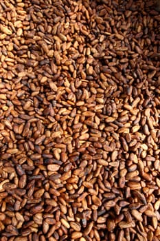 ilheus, bahia / brazil - august 7, 2011: dried cacao seeds are seen in a fruit plantation farm in the city of Ilheus, in southern Bahia.