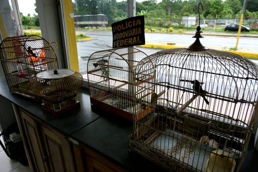 itabuna, bahia / brazil - december 13, 2011: members of the federal highway police seize birds of the weeping species (Sporophila leucoptera) in the hands of animal smugglers on the BR 101 highway in the city of Itabuna.