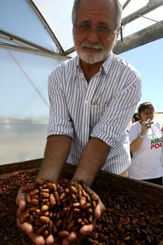 ilheus, bahia / brazil - august 7, 2011: dried cacao seeds are seen in a fruit plantation farm in the city of Ilheus, in southern Bahia.