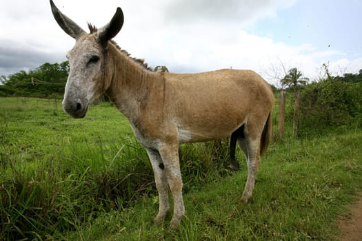 itabuna, bahia / brazil - november 22, 2011: donkey is seen on a farm in the rural area of the city of Itabuna, southern Bahia.