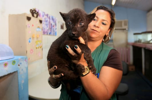 salvador, bahia / brazil - october 7, 2015: Ana Celly, a biologist at the Jardim Zoologico in the city of Salvador is seen while taking care of a jaguar cub.