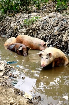 itabuna, bahia / brazil - september 27, 2011: pigs are seen in a mud pit in the city of Itabuna, in southern Bahia........