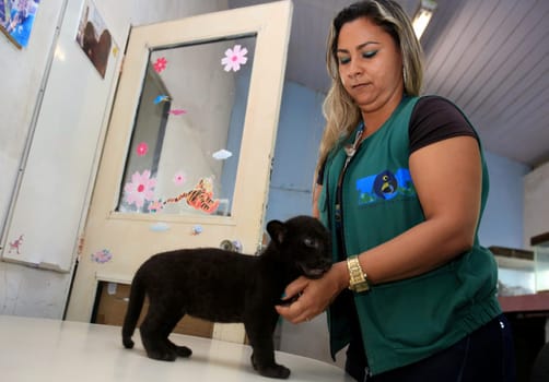 salvador, bahia / brazil - october 7, 2015: Ana Celly, a biologist at the Jardim Zoologico in the city of Salvador is seen while taking care of a jaguar cub.