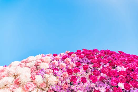 Carnation Flower Header and chrisanthemum flower agent blue  background