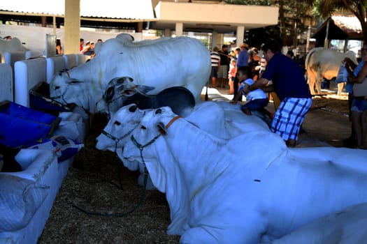 salvador, bahia / brazil - november 29, 2015: nellore cattle are seen during an agricultural exhibition in the city of Salvador..