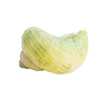 Marine sea shell isolated on white background, clipping path included