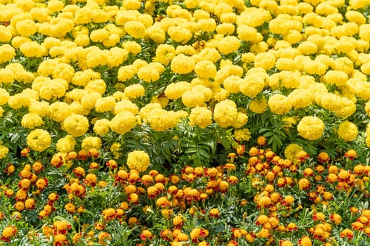 Field of Marigold or Calendula blooming in summer meadow