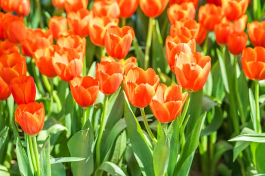 Close up red tulips blooming in the flower park garden