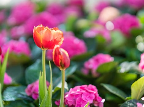 Close up red tulips blooming in the flower garden