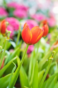 Close up red tulips blooming in the flower garden
