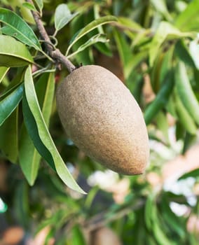 Sapodilla fruit or  Achras sapota on the tree