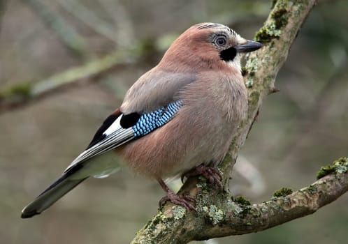Jay Garrulus glandarius in branches
