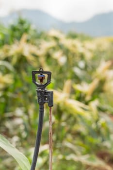 Sprinkler Watering a tree of Machine Automatic,Sprinkler in high tube for field planted with corn