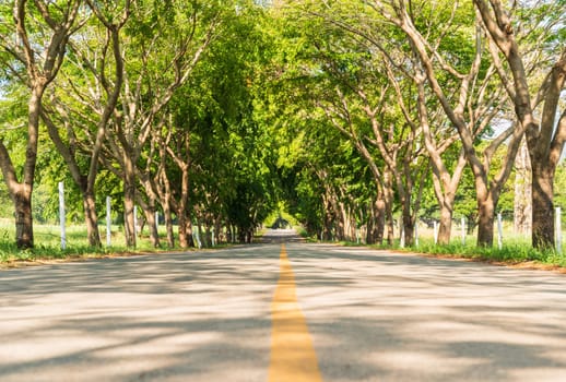 The road asphalt straight into the tree tunnel