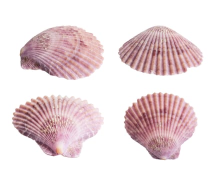 Cockle shell or scallop shall isolated on white background