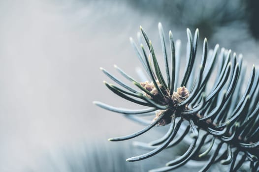 Close-up macro view of a pine branch in a forest