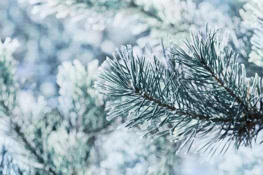 Winter background of blue pine branch in the snow and frost on a cold day. Macro nature.