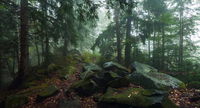 fog in dense forest