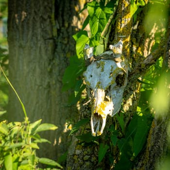 Old bleached animal skull overgrown with moss hangs on a tree with copy space