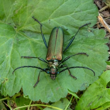 Green musk-buck beetle sits on a large green leaf background