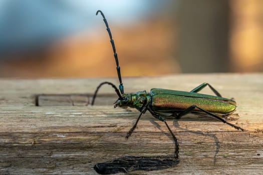 Green musk-buck beetle crawls on a weathered wooden board against a blurred background