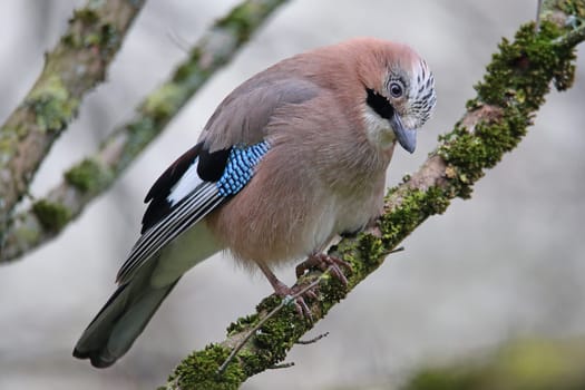 Suspicious jay Garrulus glandarius