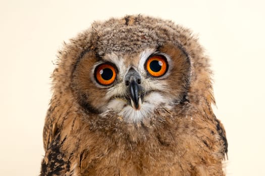 Bengal eagle owl,also Indian eagle owl or Indian eagle owl (Bubo bengalensis),animal portrait,juvenile,captive,8 weeks,studio shot