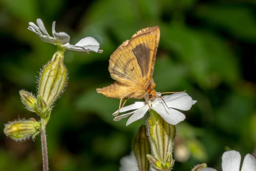 Flying moth on a small white flower in front of a dark green blurred background