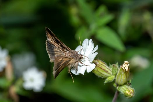 Flying moth on a small white flower in front of a dark green blurred background
