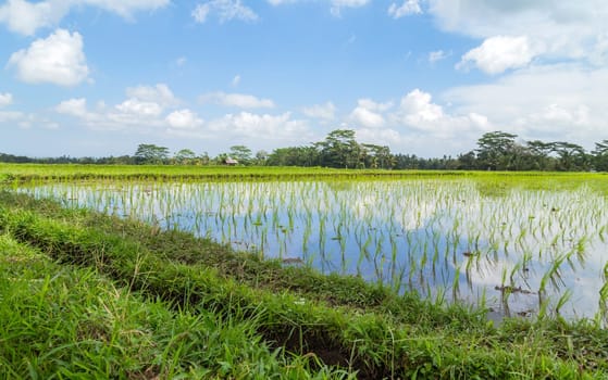 View of rice fields detail in Bali, Indonesia, Asia