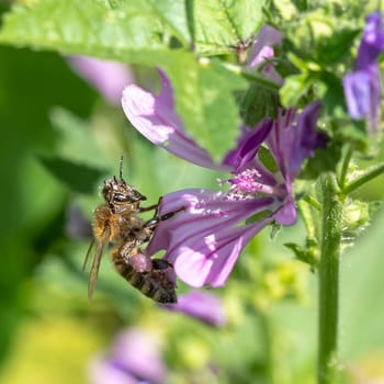 Honey bee sits on a purple soapwort flower against a green blurred background