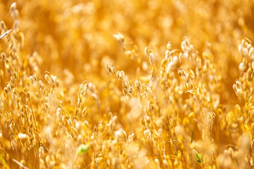 Golden oat straws on warm summer day in rural field. Cereal spike ready for harvest, agricultural background. Yellow wheat spikelets food healthy, Belarus
